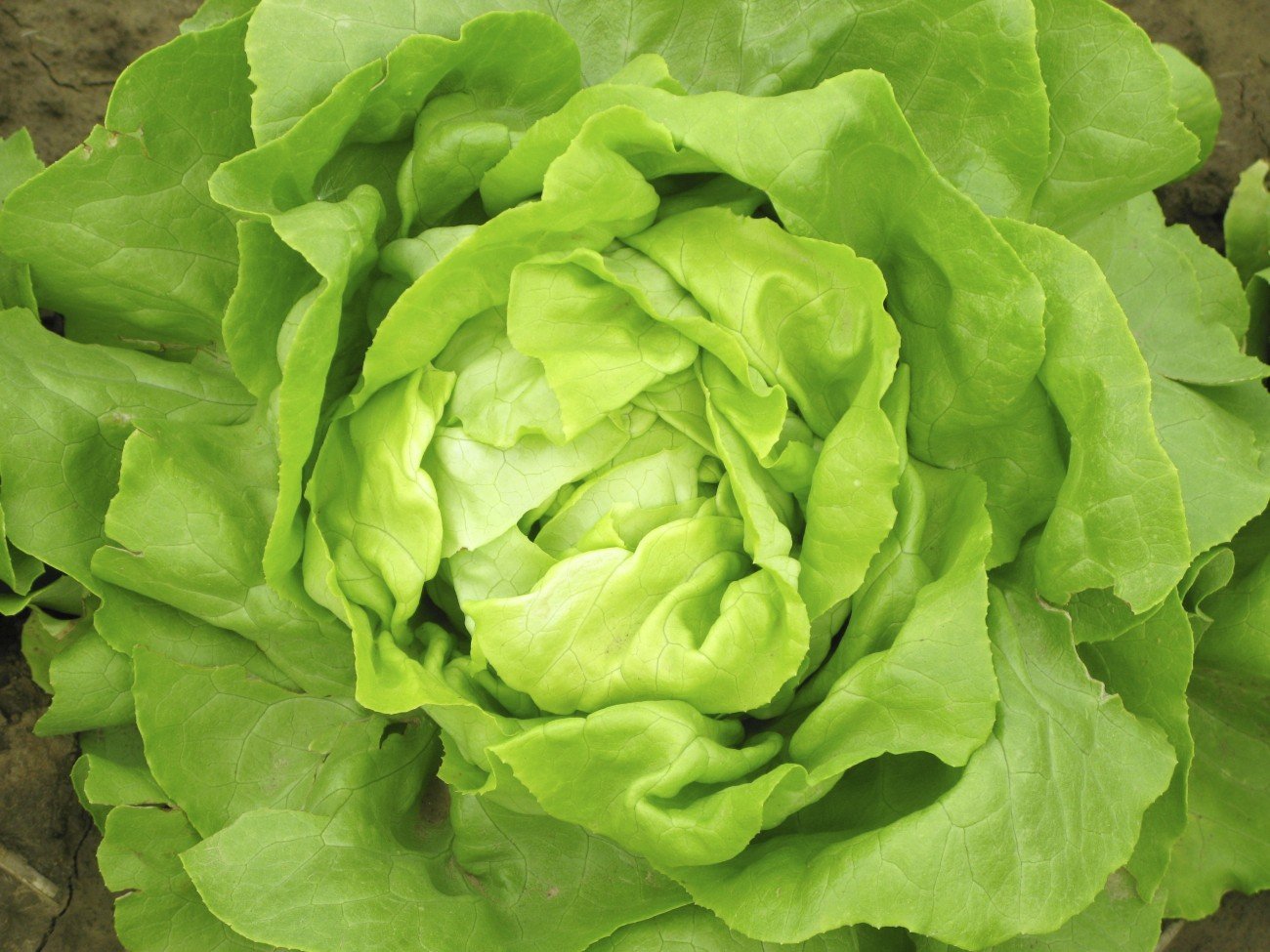 lettuce pritikin recipe
