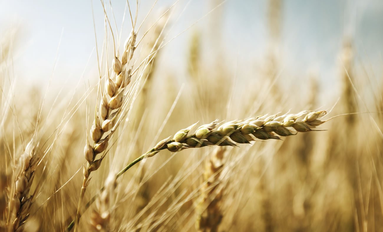 Barley Grain Pritikin Recipe