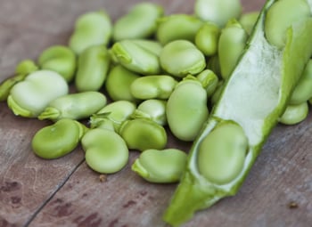 Fava beans are as filling as nuts
