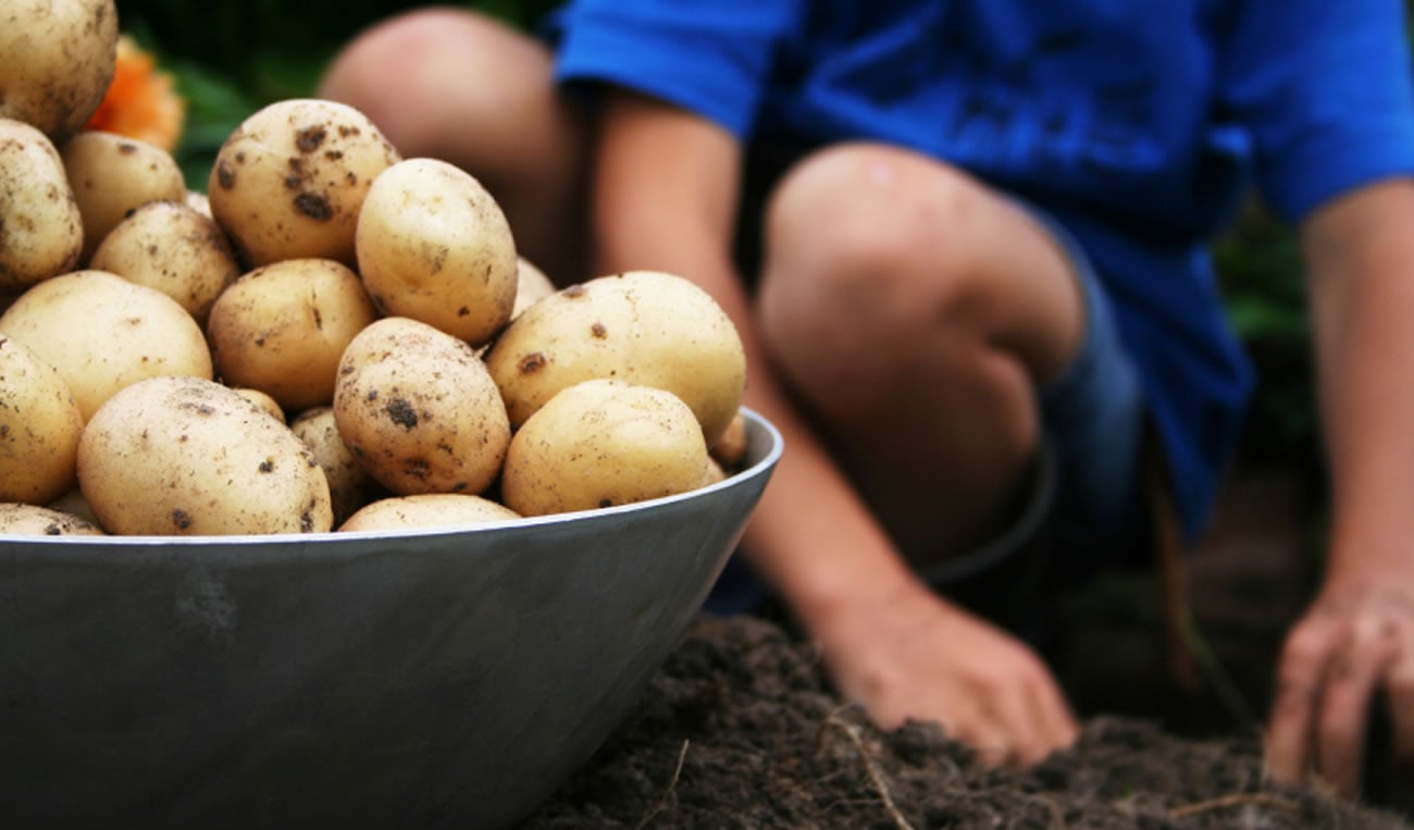 Potatoes are good for weight loss and health.