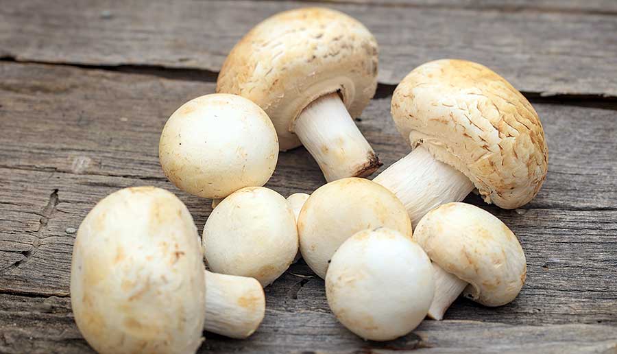 Recipe for Stuffed Mushrooms
