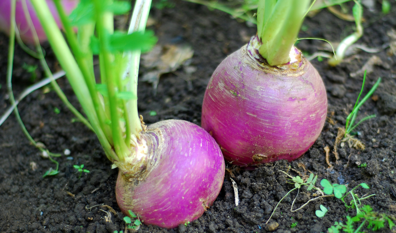 Understanding the Ideal Soil Conditions for Turnips