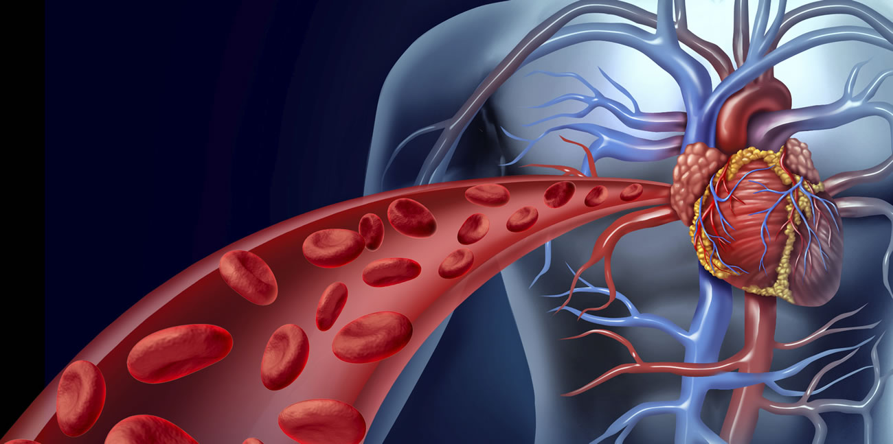 The endothelium is the general contractor of your cardiovascular health.