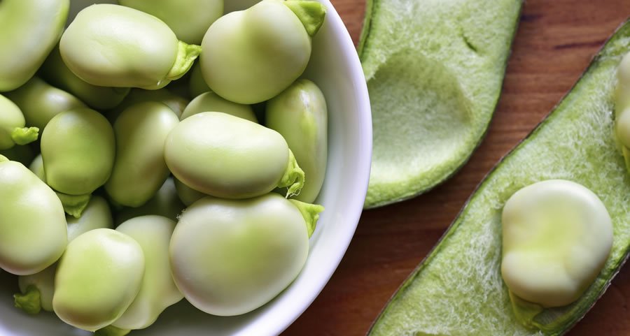 Fava Bean Season