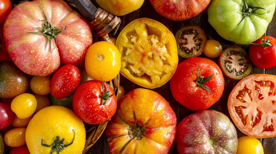 Tomato Recipes and Fun Facts