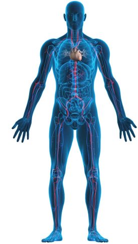 What Diseases Are Linked to High Cholesterol?