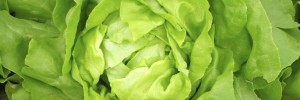lettuce pritikin recipe