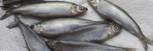 white fish pritikin recipe
