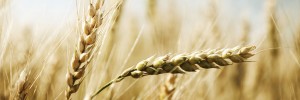 Barley Grain Pritikin Recipe