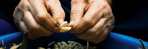 Want to live to be 100? The secret to longevity may be found in a humble bowl of beans.