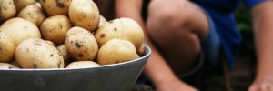 Potatoes are good for weight loss and health.