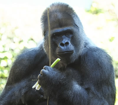 One could ask a mountain gorilla if he is getting enough protein on a plant based diet to build and maintain muscle mass.