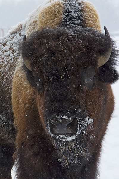 Bison is a healthier red meat.