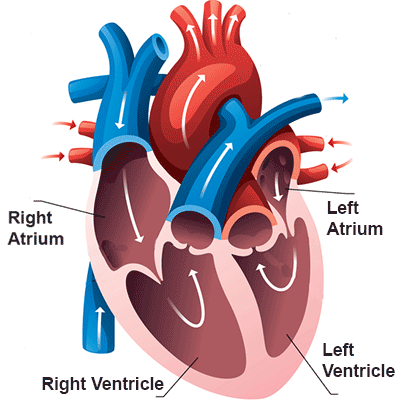 Natural treatment for atrial fibrillation and your heart.
