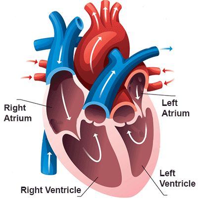 Atrial Flutter Treatments and Home Remedies