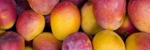 Best Ever Mango Recipes from Miami