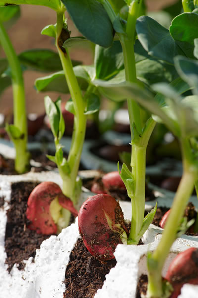 Fava Bean Growing Season