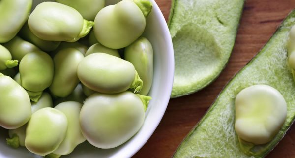 Kết quả hình ảnh cho Fava Bean Nutrition Facts