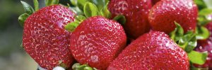 Strawberries Fruit of the Month