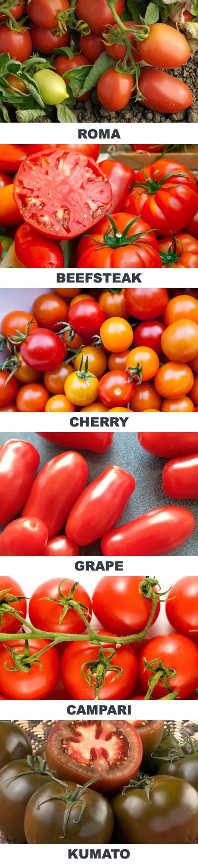 Guide to Tomato Varieties