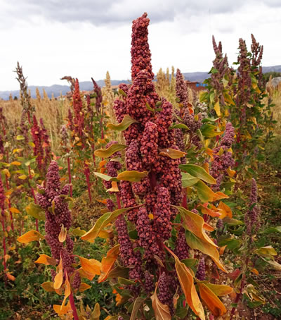 The History of Quinoa