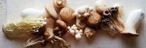 Health Benefits of Mushrooms and Recipes